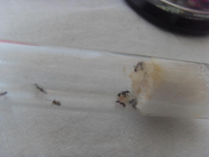 Одинокие мурашкии без своей царицы.