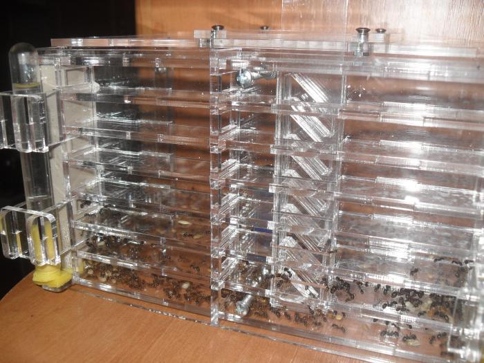 Вторая половинка гнезда