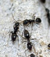  черные  помогите определится