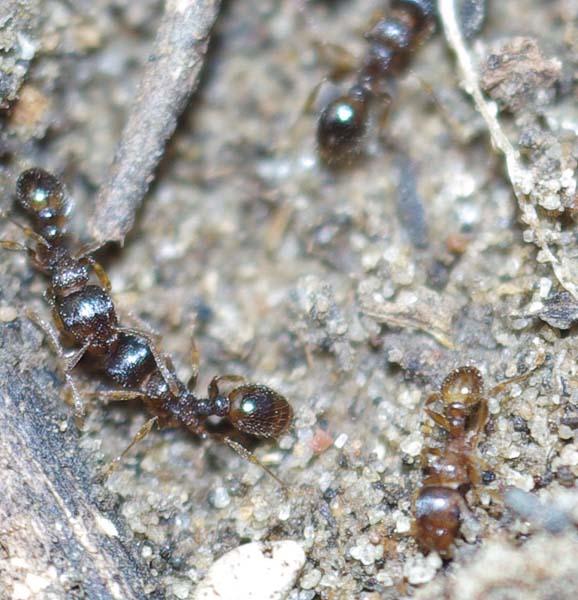 рыжие( коричневые)  помогите определится