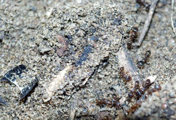 рыжие( коричневые)  помогите определится