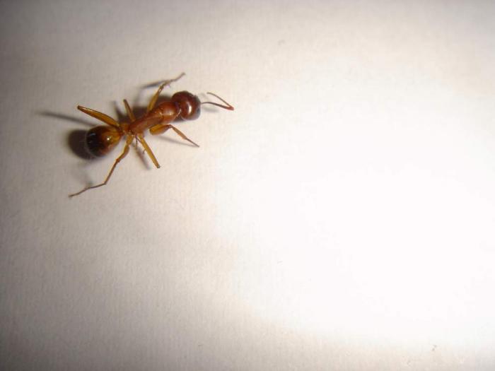 Кампонотус