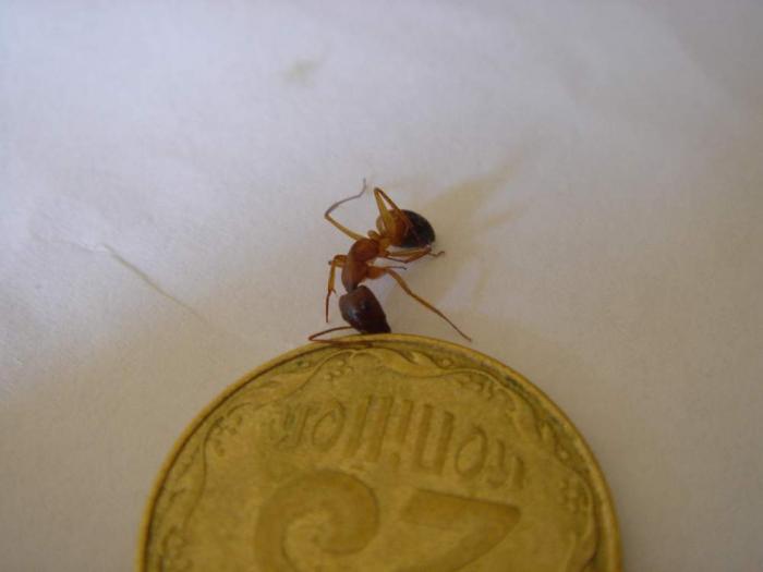 Кампонотус