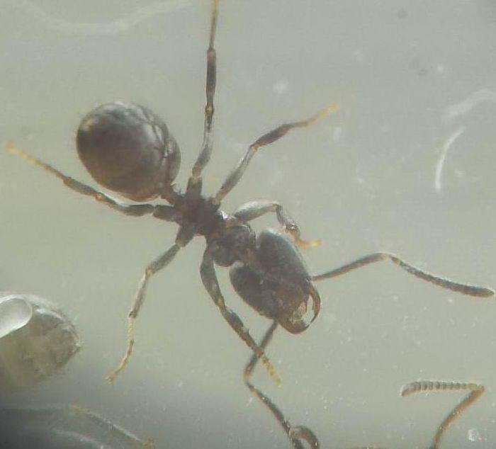 "Иглы" на конце мандибул диам. ок. 10 микрон. (0.01 мм)