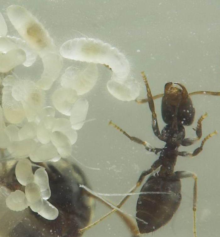 Вид снизу с личинками.