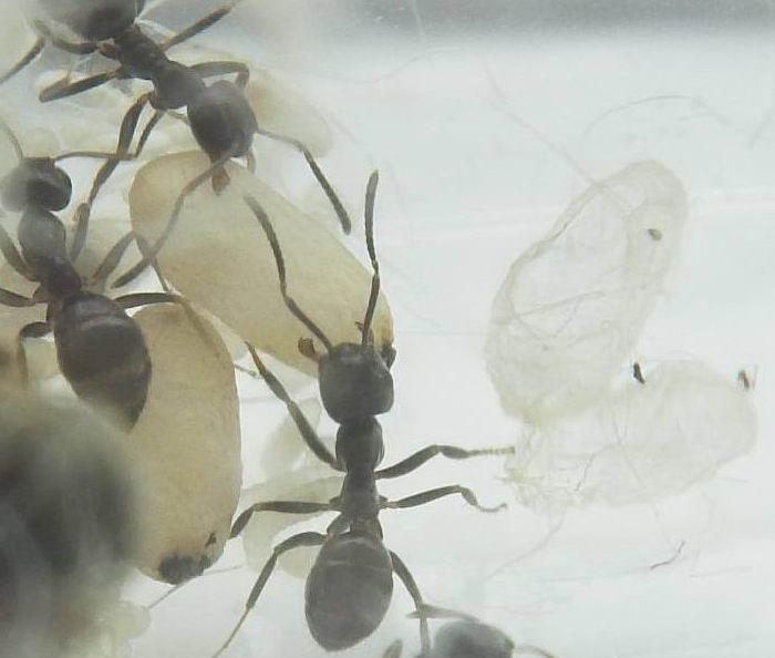 Транспортировка предкуколки.