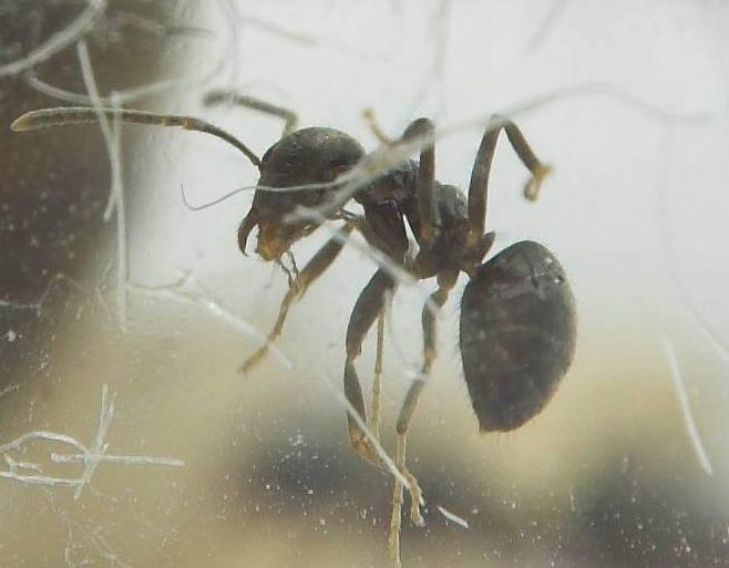 Видны щупики.