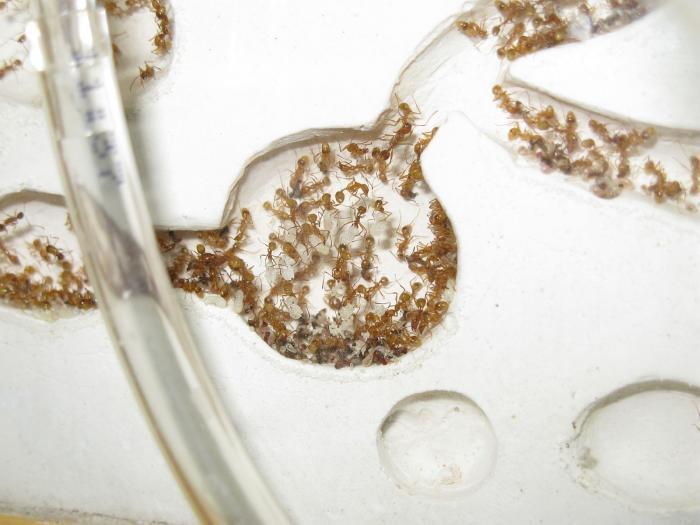 афеногастеры кормят личинок