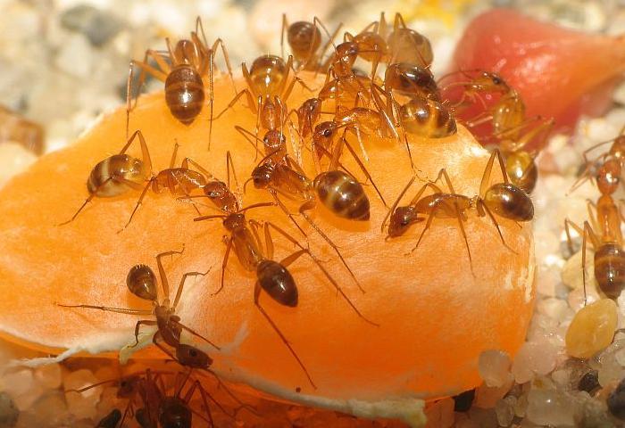 Camponotus sp.