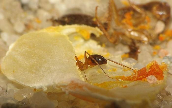 Camponotus sp.
