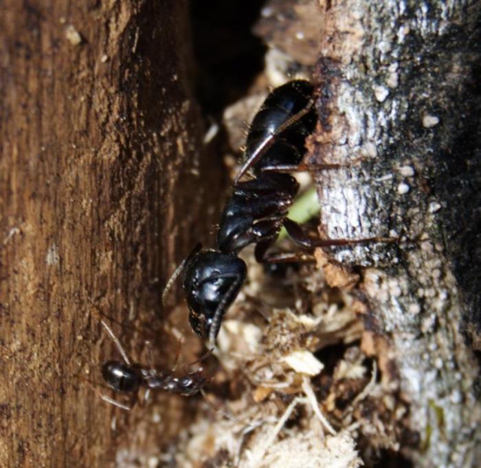 Давид и голиаф