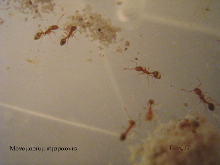 Monomorium pharaonis