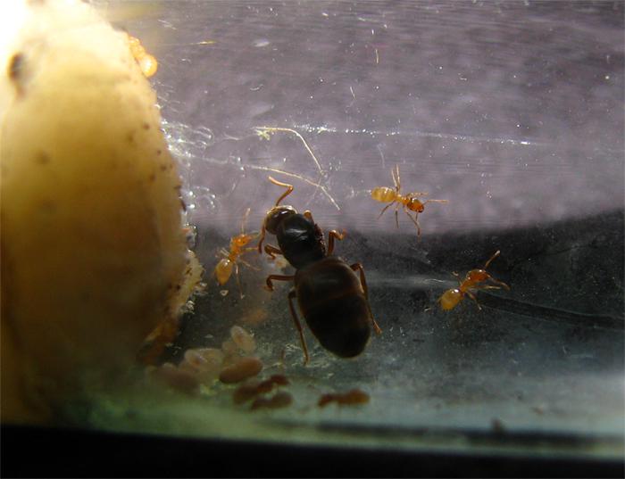 Lasius :)