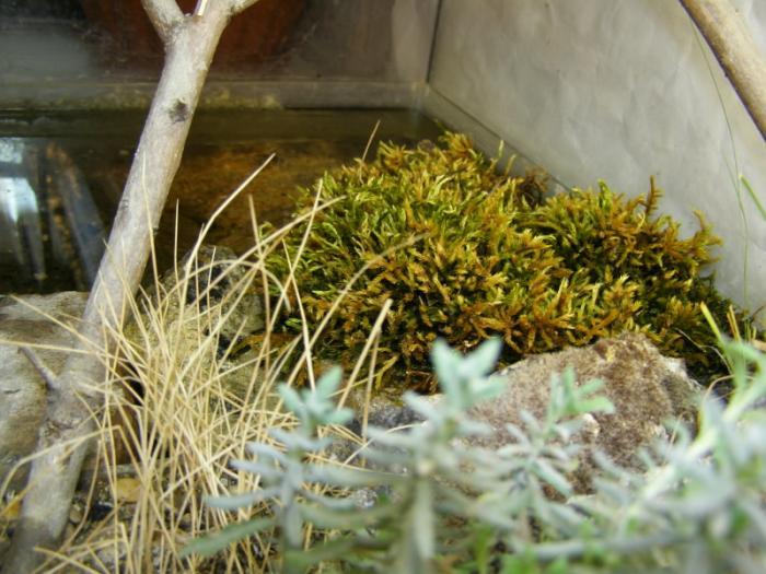 Часть террариума с водоемом