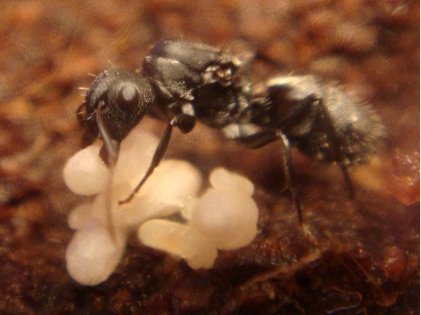 Camponotus grandidieri