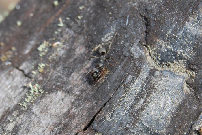 Такси заказывали. Один камп тащит другого