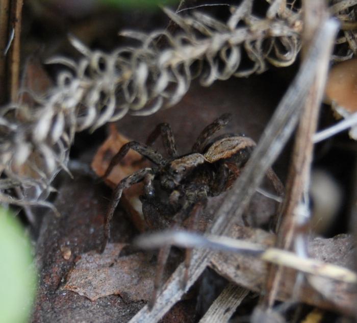 Независимый наблюдатель боя.