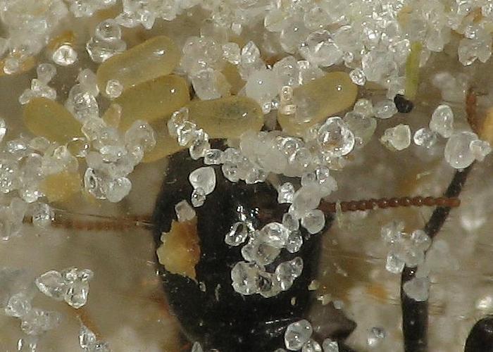 Яйца термита (крупный план)