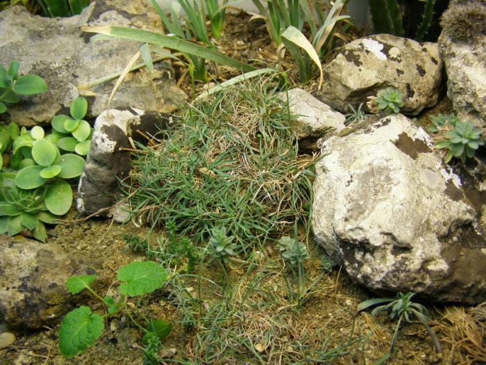 Часть террариума с растениями