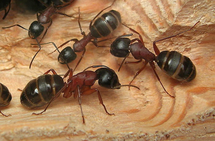Camponotus herculeanus