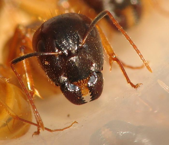 Camponotus festinatus