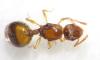 Leptothorax
