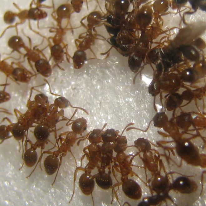 Myrmica rubra