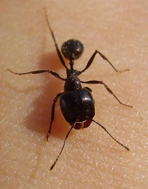 Messor structor (Муравей-жнец)