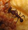 Acromyrmex sp.