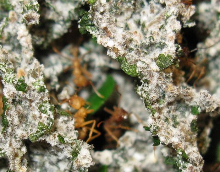 Acromyrmex sp. грибница