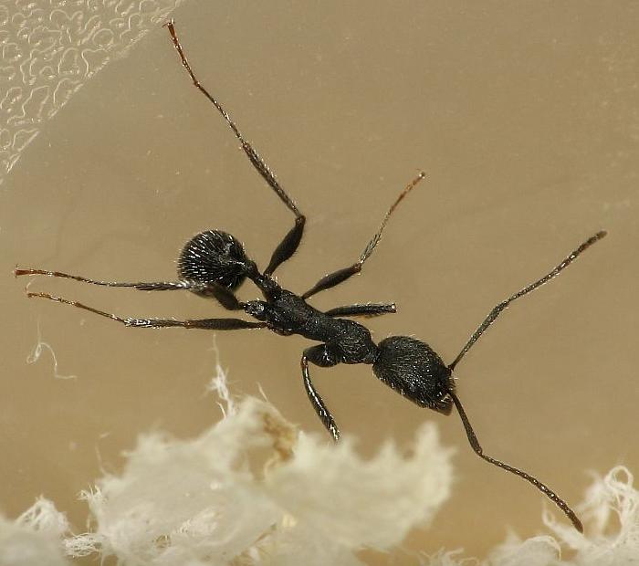 Aphaenogaster senilis