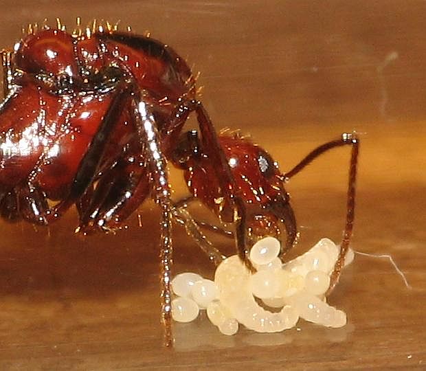 Aphaenogaster swammerdami