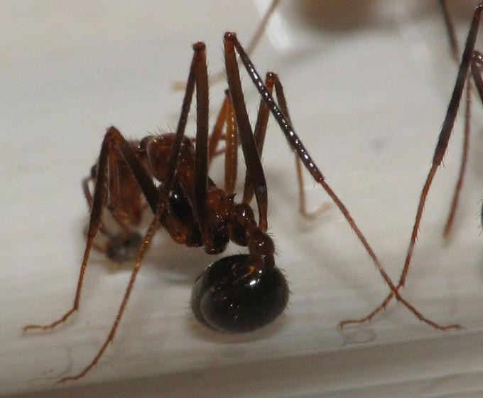 Aphaenogaster swammerdami