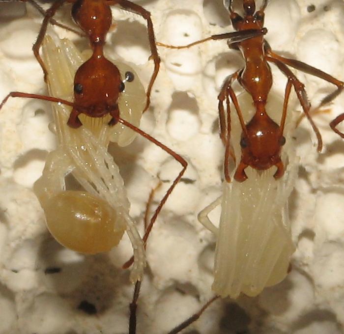 Aphaenogaster swammerdami