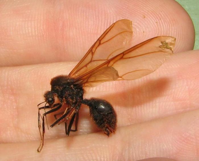 Самец Atta laevigata