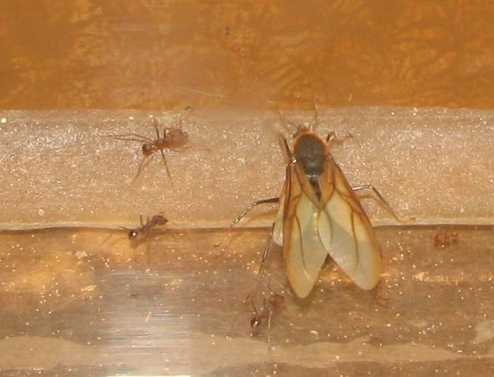 Самец Atta laevigata