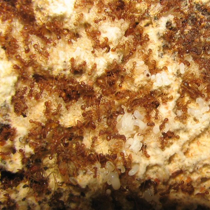 Atta laevigata грибница