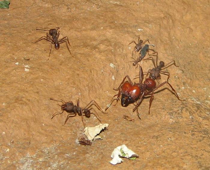 Atta laevigata солдат и рабочие