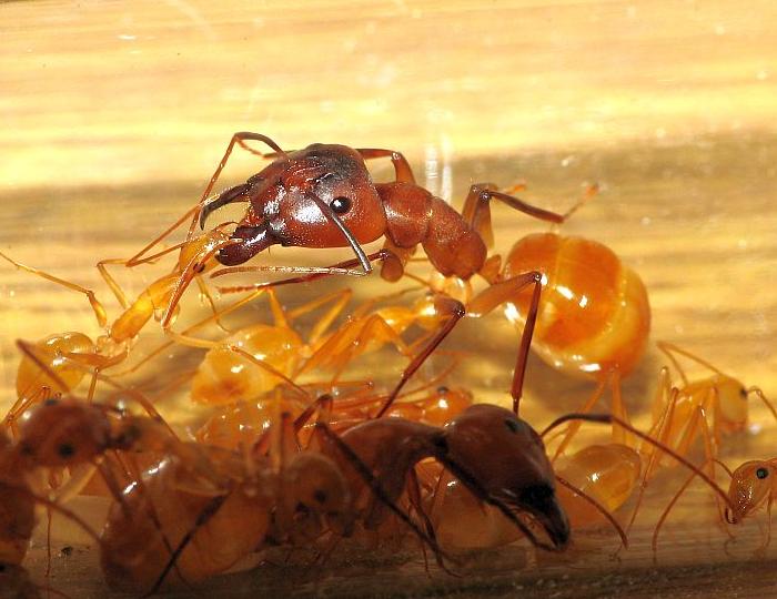 Camponotus hova
