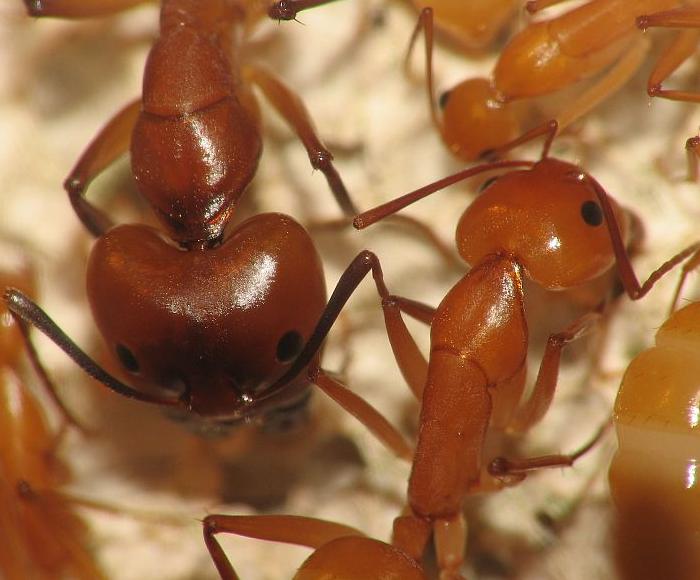 Camponotus hova