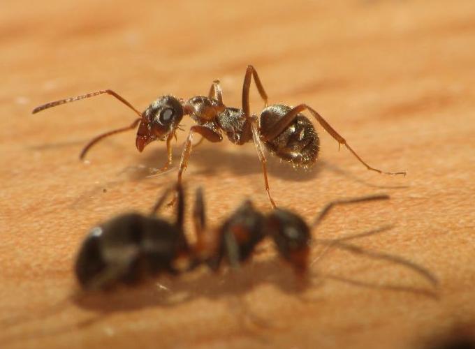 F.cunicularia & F.rufa