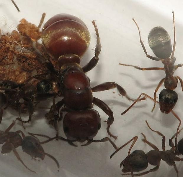 Polyergus rufescens (матка)