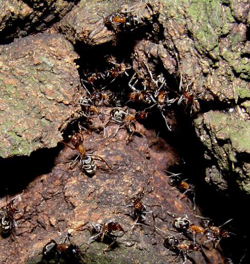 Liometopum microcephalum