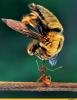 Аватар пользователя ant_bumblebee