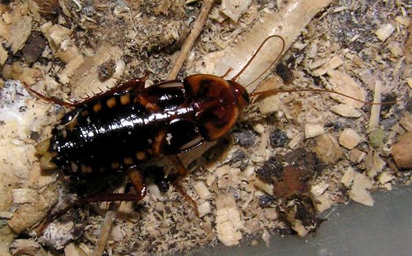 Туркменистанский таракан (Shelfordella tartara)