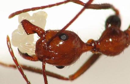 Aphaenogaster swammerdami