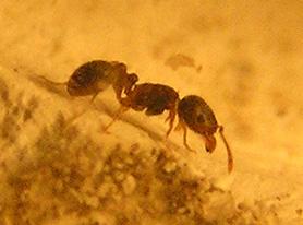 Tetramorium caespitum