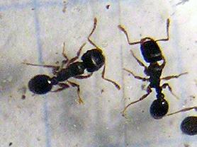 Tetramorium caespitum