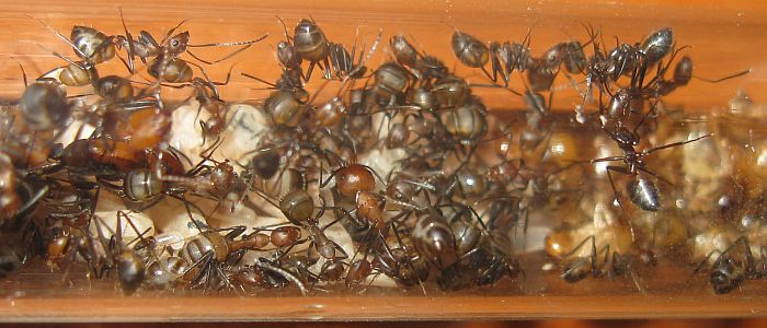 Camponotus.nicobarensis.last_.jpg