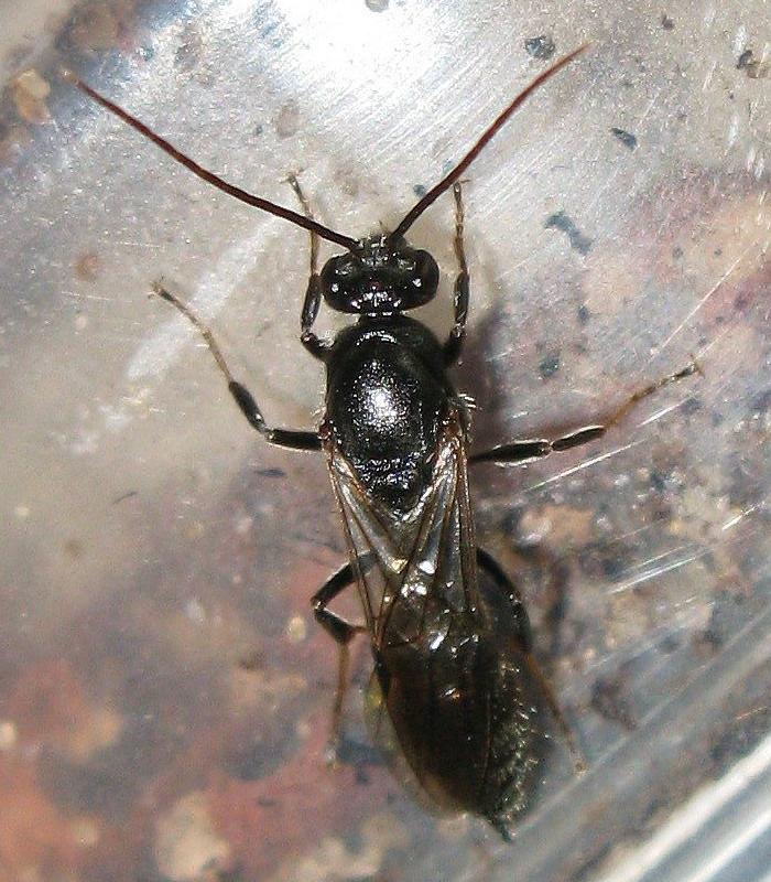 Pachycondila_rufipes_5022.jpg
